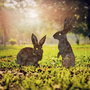 Aberto Design Rabbits -A 01 Multicolor